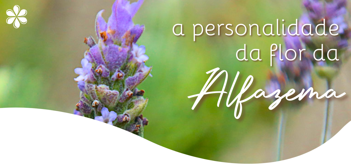Conheça sua personalidade através da flor da Alfazema